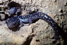 A Ray of Hope in a Slimy Southern Cave