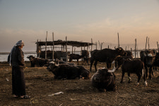 Drought and Abundance in the Mesopotamian Marshes