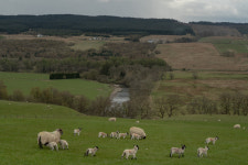 Scenes of Scotland, as It Weighs Its Future Within Britain