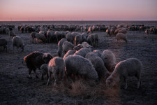 Surviving in Isolation, Where the Steppe Has Turned to Sand