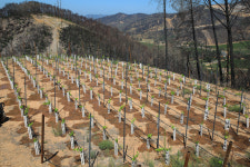 How Artificial Intelligence Is Fighting Wildfires