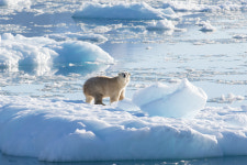 ‘Wholly Unexpected’: These Polar Bears Can Survive With Less Sea Ice