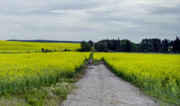 A Year When Everything Is Going Right for Western Canada’s Farmers