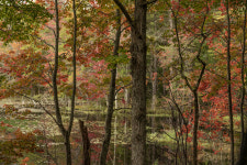 How to Time Your Leaf-Peeping Trip This Fall