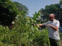 Tiny Forests With Big Benefits