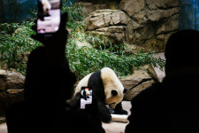 The End of Panda Diplomacy?