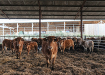 Making Farming More Climate Friendly Is Hard. Just Ask Europe’s Politicians.