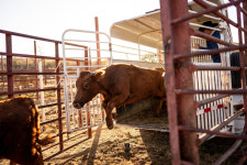 A Family Ranch, Swallowed Up in the Madness of the Border