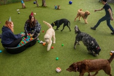 My Goldendoodle Spent a Week at Some Luxury Dog ‘Hotels.’ I Tagged Along.