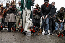 Germany’s Beloved Dachshund Could Be Threatened Under Breeding Bill