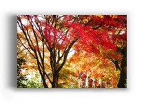 [축하사진] 여수 자산공원 풍경