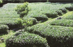 내 인생 최고의 작품, 차밭