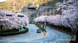 [사진뉴스] 드라이브스루 여수 벚꽃길