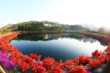 [사진뉴스] 웅천 저수지와 철쭉