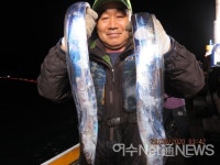 코로나에도 갈치는 만선, 한번 나가면 쿨러 가득