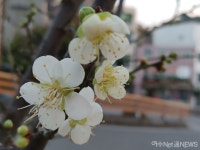 동장군 이겨내고 피어난 진남관의 봄매화