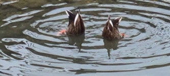 능력주의의 폭정과 오만을 아는가?