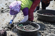 여수 소라면 달천갯마을, 바지락 영 트는 날