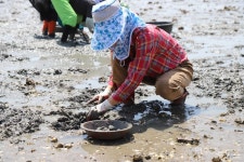 여수 소라면 달천갯마을, 바지락 영 트는 날