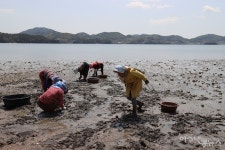 여수 소라면 달천갯마을, 바지락 영 트는 날