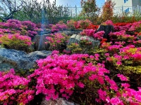 [사진] 웅천 호수공원에 피어난 철쭉