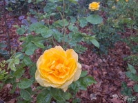 노랑, 하양, 빨강, 물오른 꽃봉오리... 여수 성산공원에 장미꽃 활짝