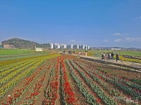 은하수 벚꽃, 순천 동천 30리를 수놓다