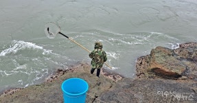 3시간여의 기다림... 뜰채로 낚아채는 울돌목 보리숭어잡이