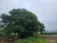 화양면 대옥마을, 무분별한 가지치기 자행 논란