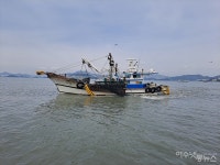 여수 도실 어촌마을 새조개 대풍년 해마다 올해 같았으면~