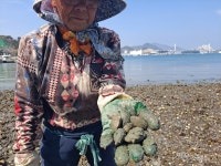 여수 경도 갯마을, 무분별한 개발...갯것이 사라지고 있다