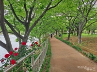 장미꽃 만발한 여수 성산공원... 수요일엔 빨간 장미를