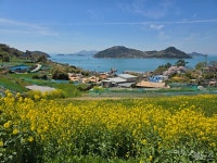 [섬 특별기획] 꽃섬 하화도, 봄바람 타고 걷는 아기자기한 바닷길