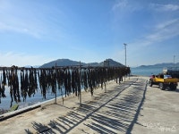 [섬 특별기획] 꽃섬 하화도, 봄바람 타고 걷는 아기자기한 바닷길