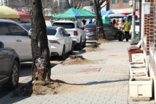 가로수 6천여 그루 행방 모르는 제천시