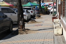 가로수 6천여 그루 행방 모르는 제천시