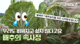 이상 기후가 만든 금배추 대란