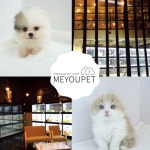 철저한 케어 위해 동물병원과 연계협약, 강아지분양 애견샵 미유펫