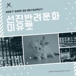강아지분양 애견샵 미유펫 여름 맞이 이벤트 진행중