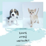 애견샵 미유펫 강아지분양 키트검사 무료제공