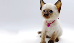 고양이 분양 전문 업체 제나캣 비대면 시대 맞춰 체계적인 분양 진행