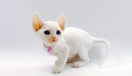 고양이 분양 업체 제나캣, 직접 브리딩으로 건강한 고양이만 선별해