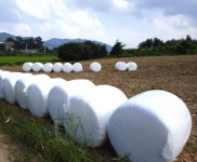 충북도, 사료작물 품질 입증