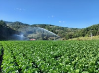서리 맞고 자란 강원도 횡성 고랭지 절임배추 20kg 예약판매…높은 고객 만족도