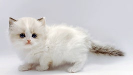 와이에스씨테크거제공장 | 고양이 분양샵 '제나캣', '분양가 최대 90% 절감' 12월 할인 이벤트 진행