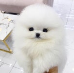 수원강아지분양 미유펫, 크리스마스할인 및 다채로운 이벤트 진행