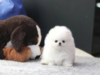 강아지·고양이 분양샵 아담스펫, 자체브리딩 통해 혈통 반려견 분양 실시