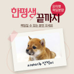 법인 애견분양브랜드 요미펫, 강아지 및 고양이 무료분양 공식화 