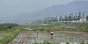 제천시, 의림지뜰에 팜아트 조성