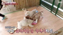 동물농장 사과 “코로나19 관련 부적절한 자막 정말 죄송”